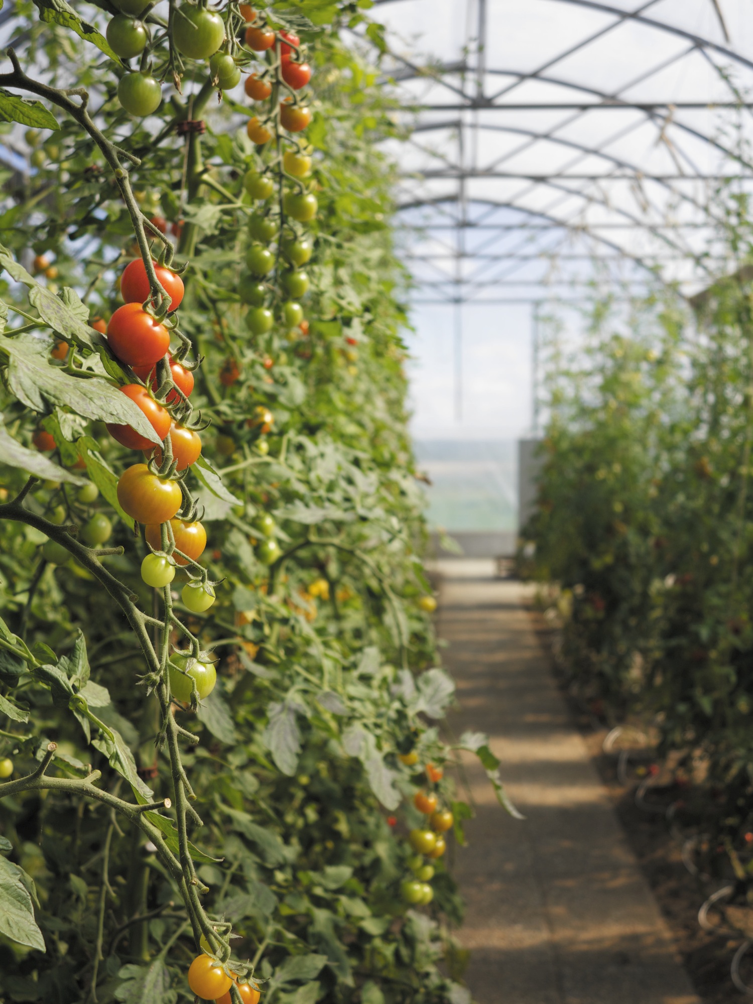 Tomatoes in greenhouse